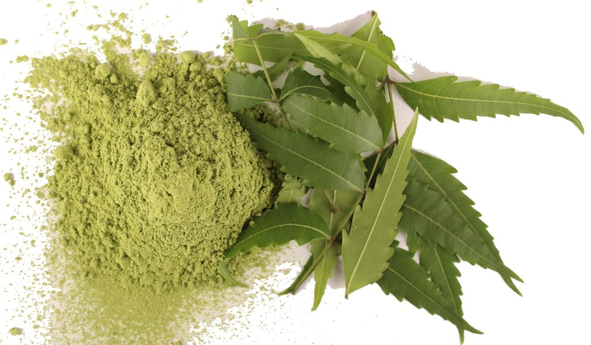 NEEM POWDER FOR DANDRUFF CONTROL AND LICE TREATMENT BOUQUI SKINCARE REPUBLIQUE