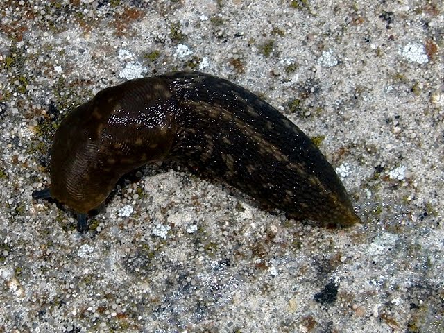 VILLENATURA Limacus flavus