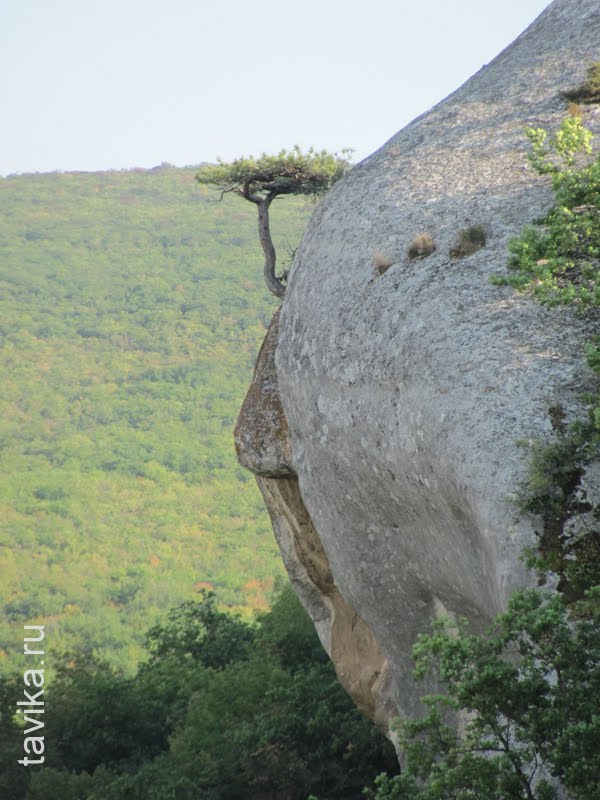 дерево на скале