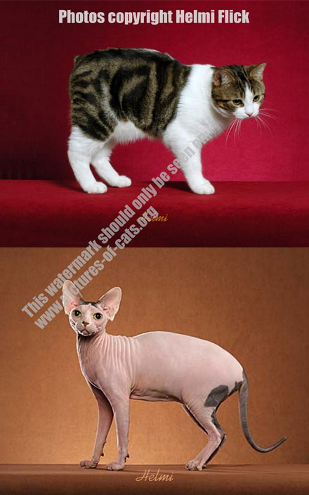 Chanel luxurious cat coat for Sphynx& Hairless Cat