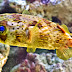 Porcupine Puffer Fish Wallpapers