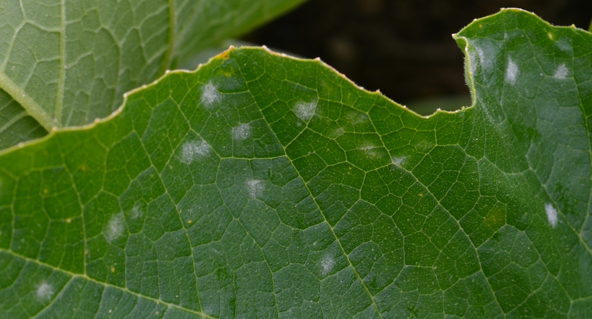 Cityscapes and Garden Gates Powdery mildew