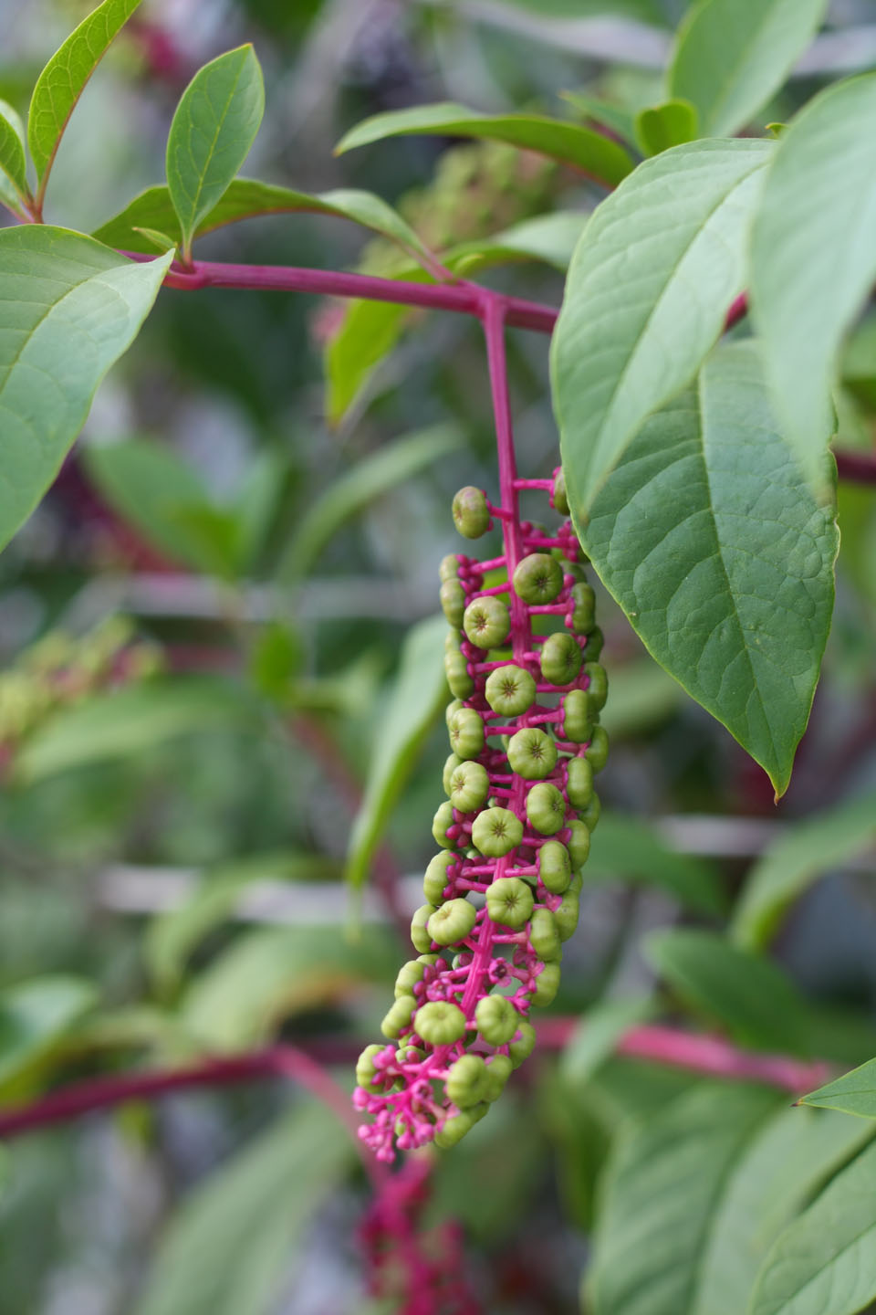 66 Square Feet (Plus) Pokeweed behind bars