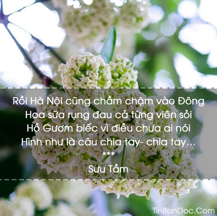 Thơ Hoa Sữa, 15+ Chùm Thơ & Bài Thơ Về Hoa Sữa Mùa Đông Hà Nội