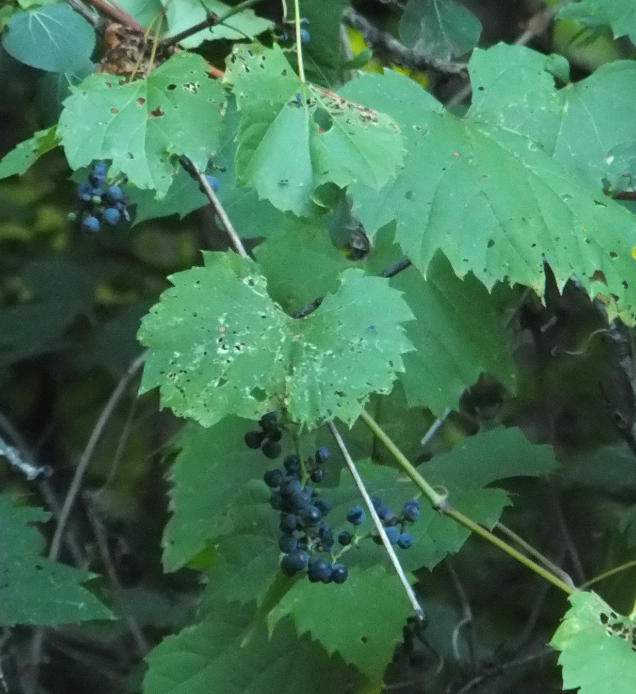 Roadside Field Notes Wild Grapes