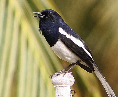 Mengetahui 5 Ciri Ciri Burung Kacer Yang Sedang Mengalami Birahi