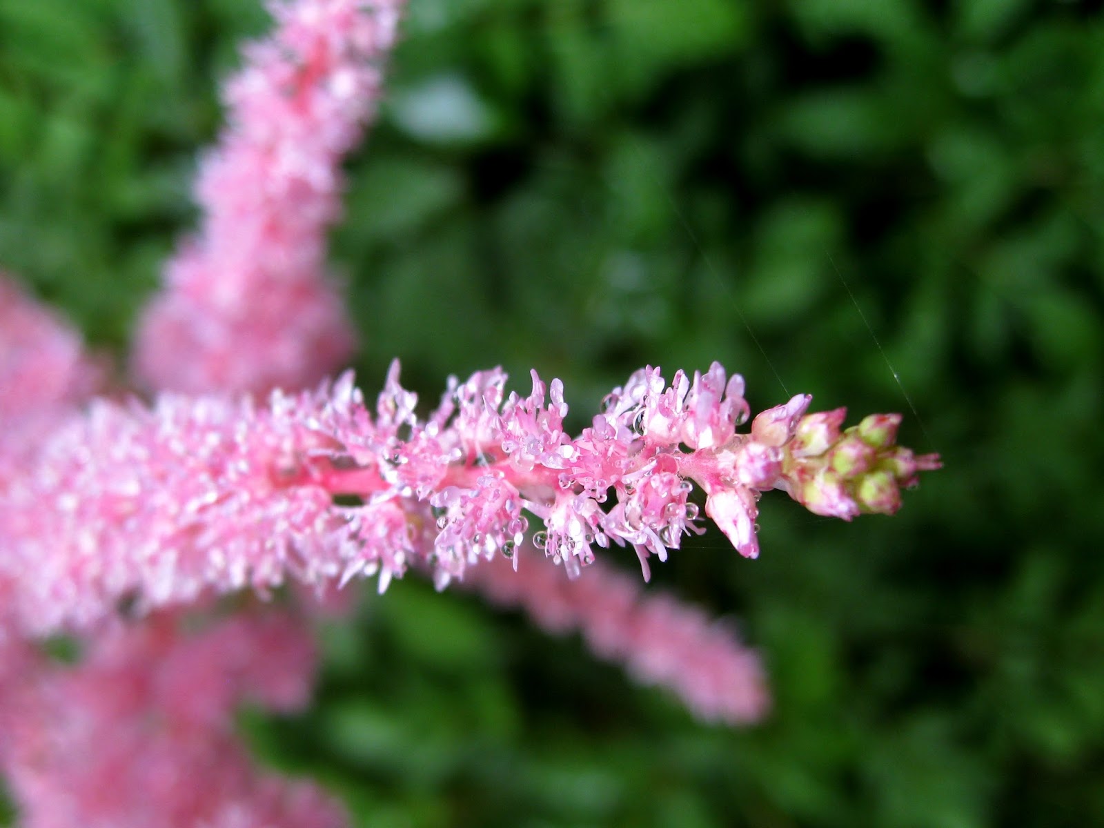 Image Astilbe_with_dew_2.jpg free for use with attribution