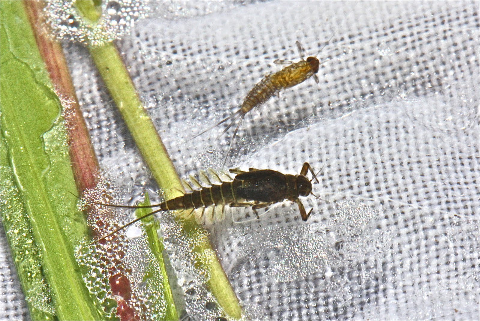 Aquatic Insects of Central Virginia: How to Ruin a River: A Summer Trip ...