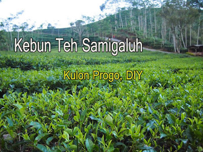 kebun teh nglinggo samigaluh kulon progo jogja