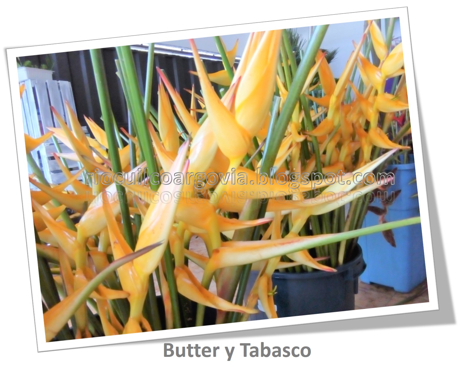 Flores de Río Cuilco