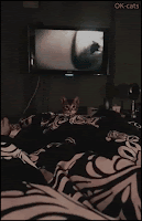 Crazy Kitten GIF • Flying Ninja Kitty. When your playful Kitten pounces on bed like a wild tiger!