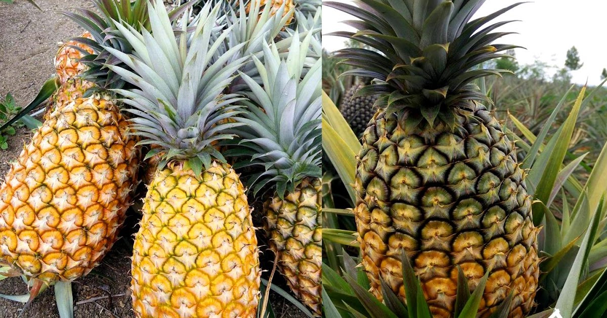 Durian Sidikalang dan 7 Buah-buahan Khas Sumatera Utara ...