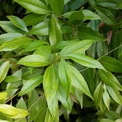 shiatoshi Bay Leaf PlantDescription, Planting information & Health