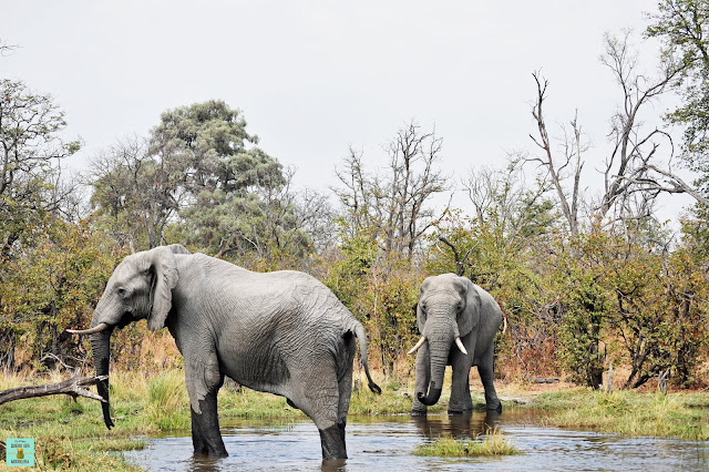 Elefantes en la Reserva de Moremi de Botswana