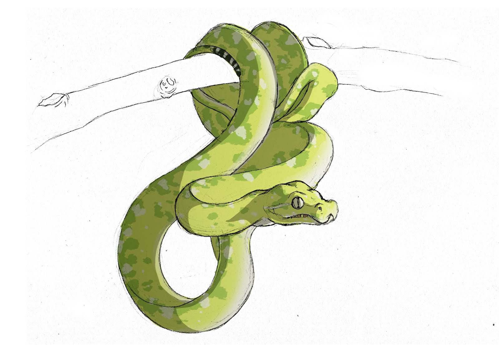 Удав рисунок. Рисунки змей. Рисунок змеи для срисовки. Змея рисунок карандашом для срисовки. Змея мультяшная.