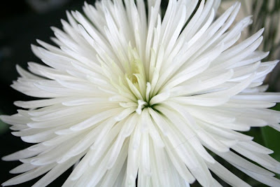 Focus on life: Bloom! pure, beauty :: All Pretty Things