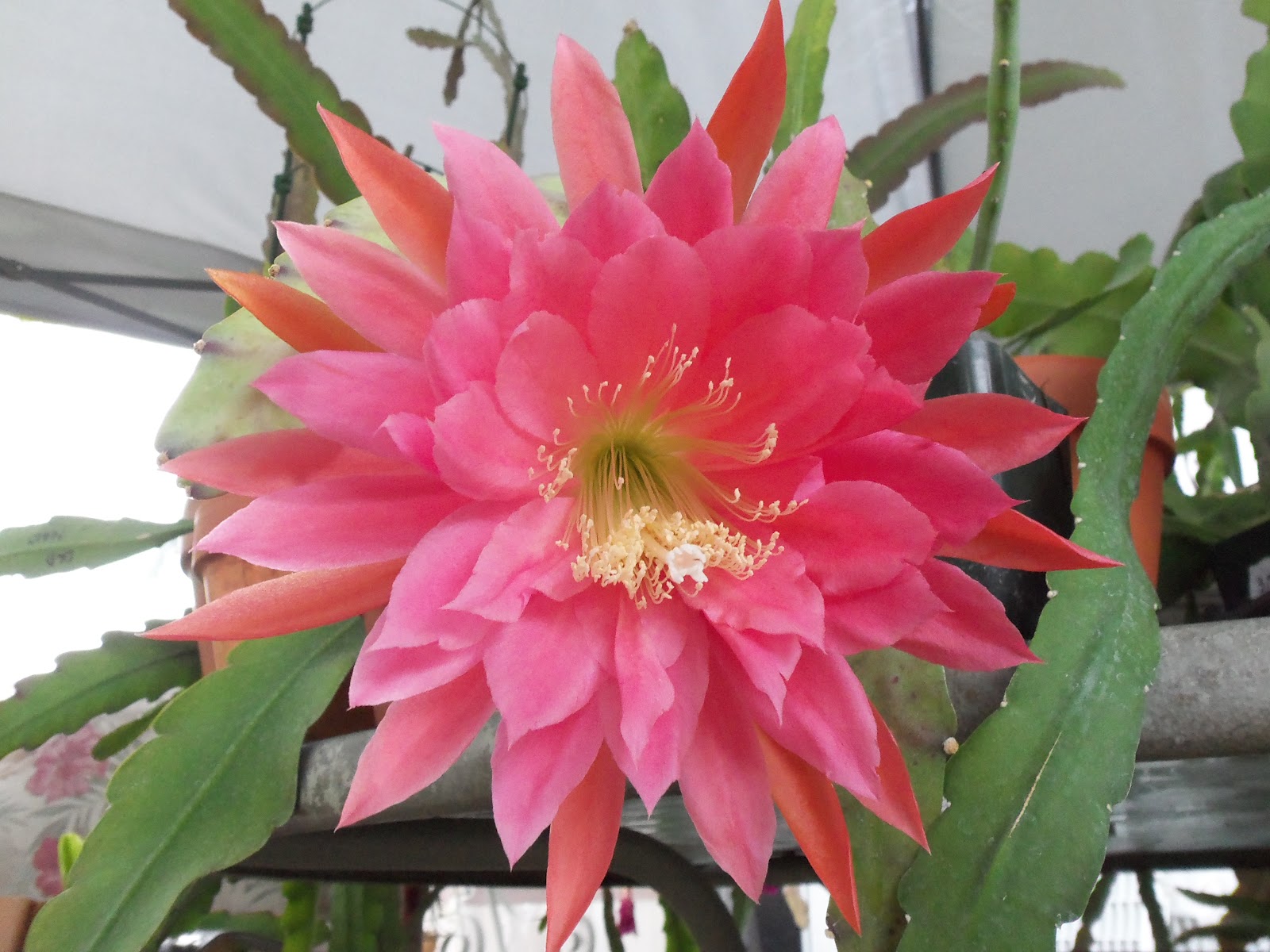 эпифиллум оксипеталум (epiphyllum oxypetalum). кактус орхидея. лесной кактус эпифиллум. кактус орхидея аптекарский огород. эпифиллум.