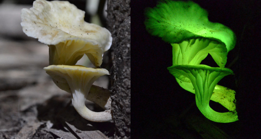 アマゾンの密林の夜に怪しく輝く緑色の蛍光物質の 「謎」 が解けた！