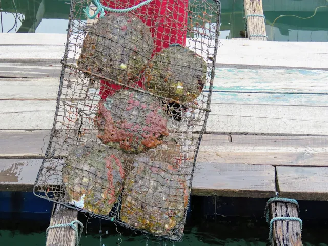 Oysters at a pearl farm on Halong Bay in Vietnam