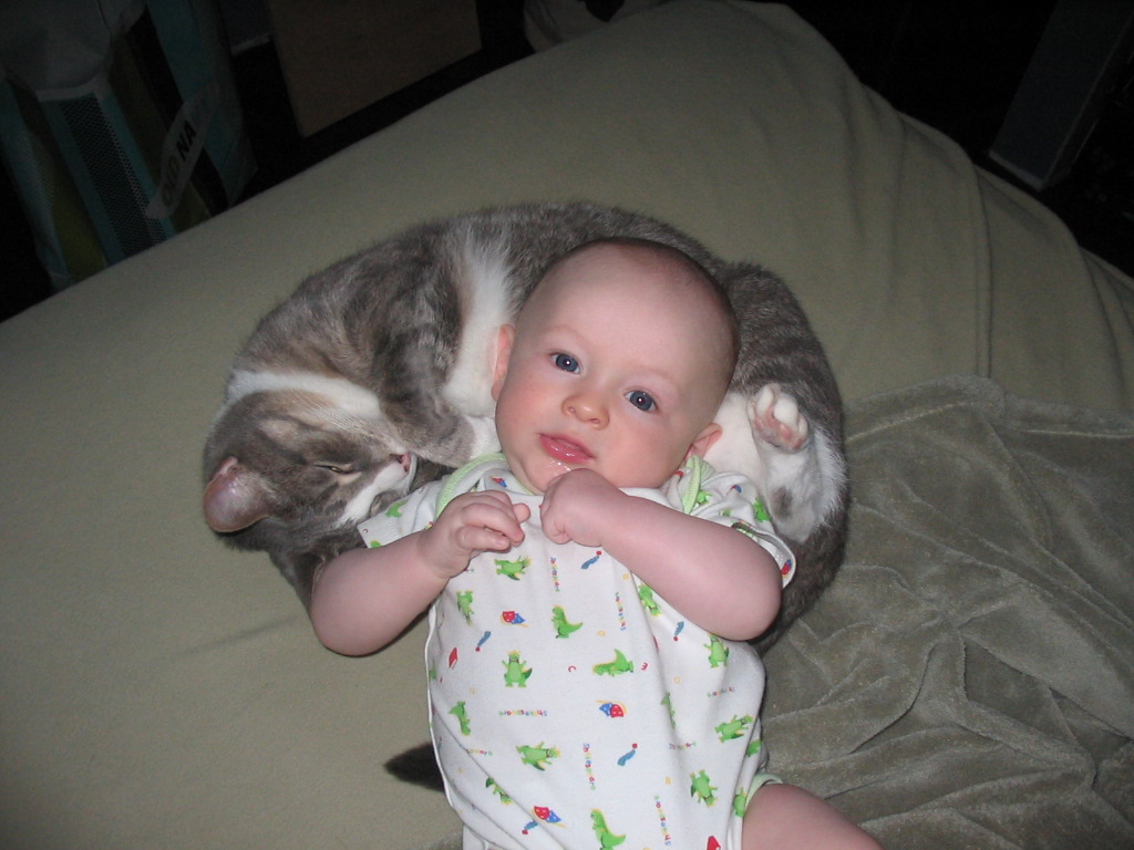 Cats And Babies Pictures Pictures Of Animals 2016
