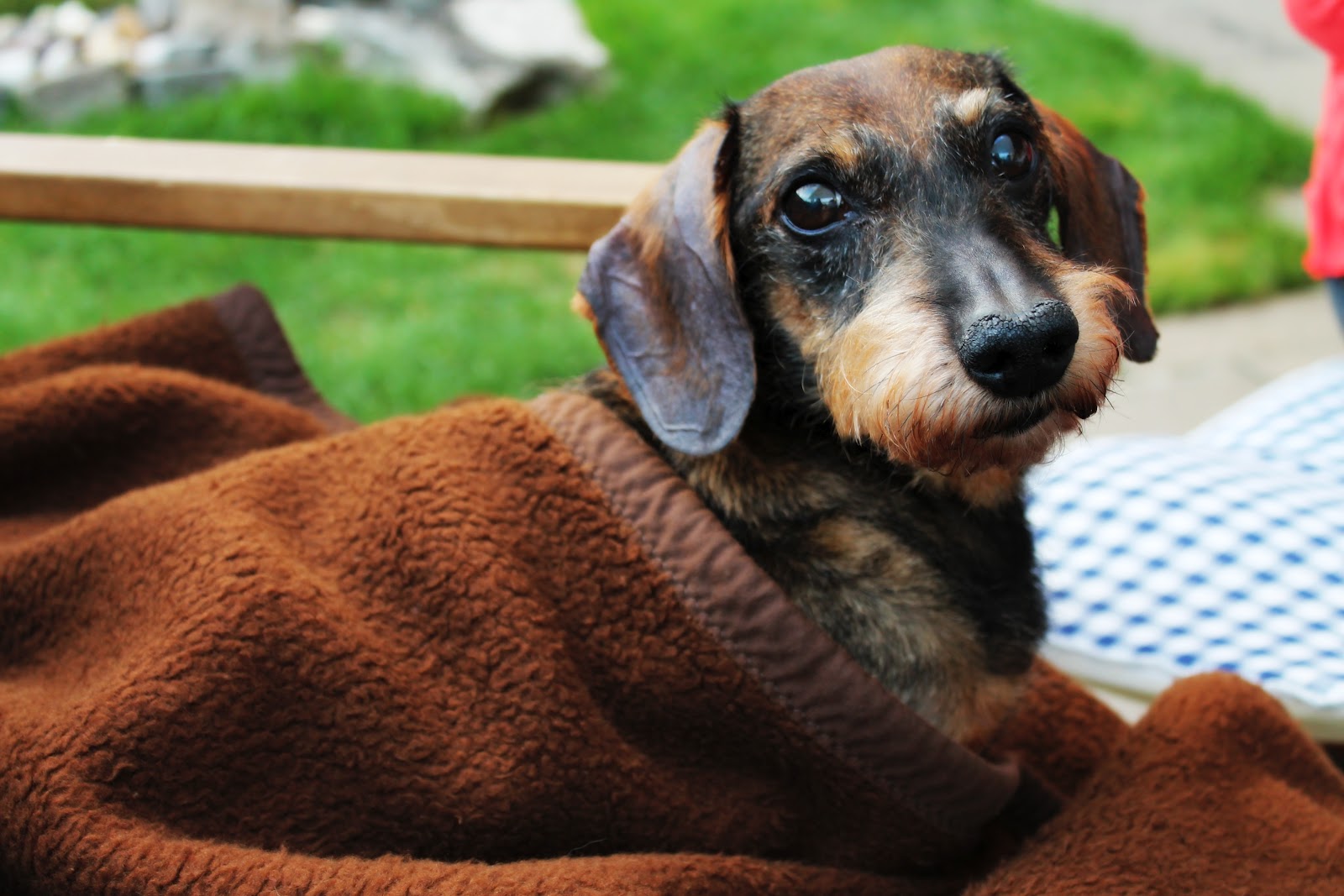 LISA Ich habe den schönsten Hund! ♥