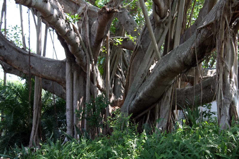 A Year (Or More) Of Photos Banyan Tree