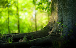 1080p nature hd wallpapers desktop widescreen pc quality screen background roots trunk tree wide wallpapersafari mac amazing mobile wallpapersin4k ultimate