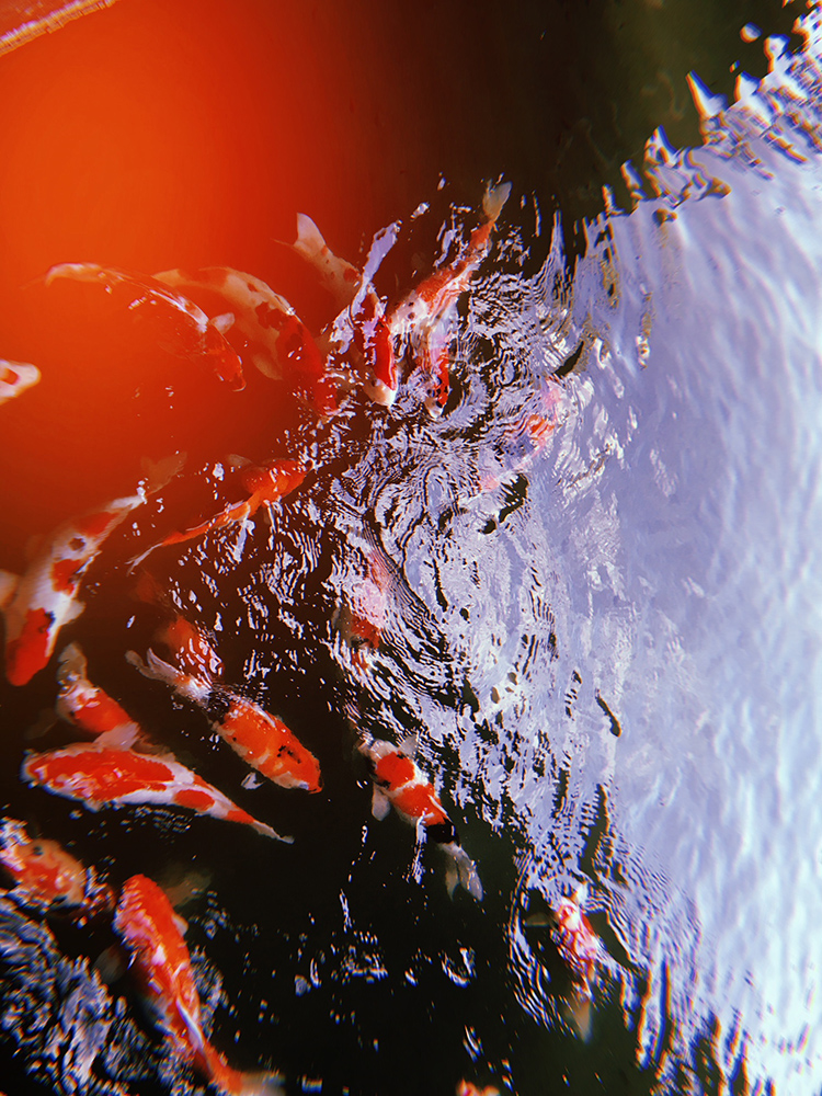 DISPOSABLE CAMERA TUTORIAL APPS TO "DISPOSE" YOUR PHOTOS + FREE