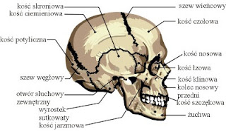 czaszka człowieka rzut boczny