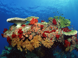 underwater sea hd npicx ocean under water reef coral most wallpapers oceans reefs tweet