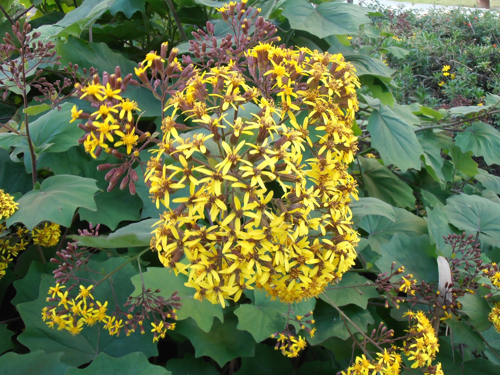 PLATANILLO Senecio petasitis Plantas rioMoros
