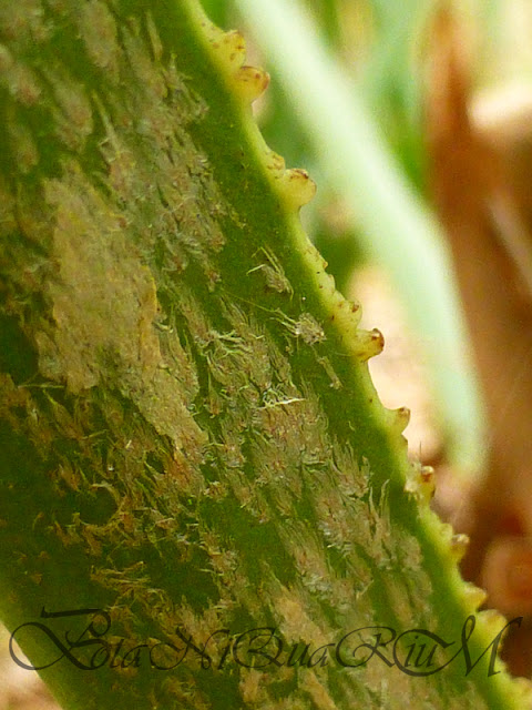 Botaniquarium - Trachycarpus fortunei petiole
