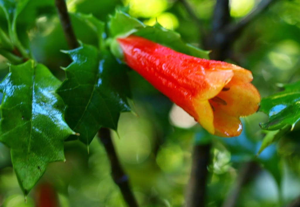 Chilean mock holly depends on edible dormouse