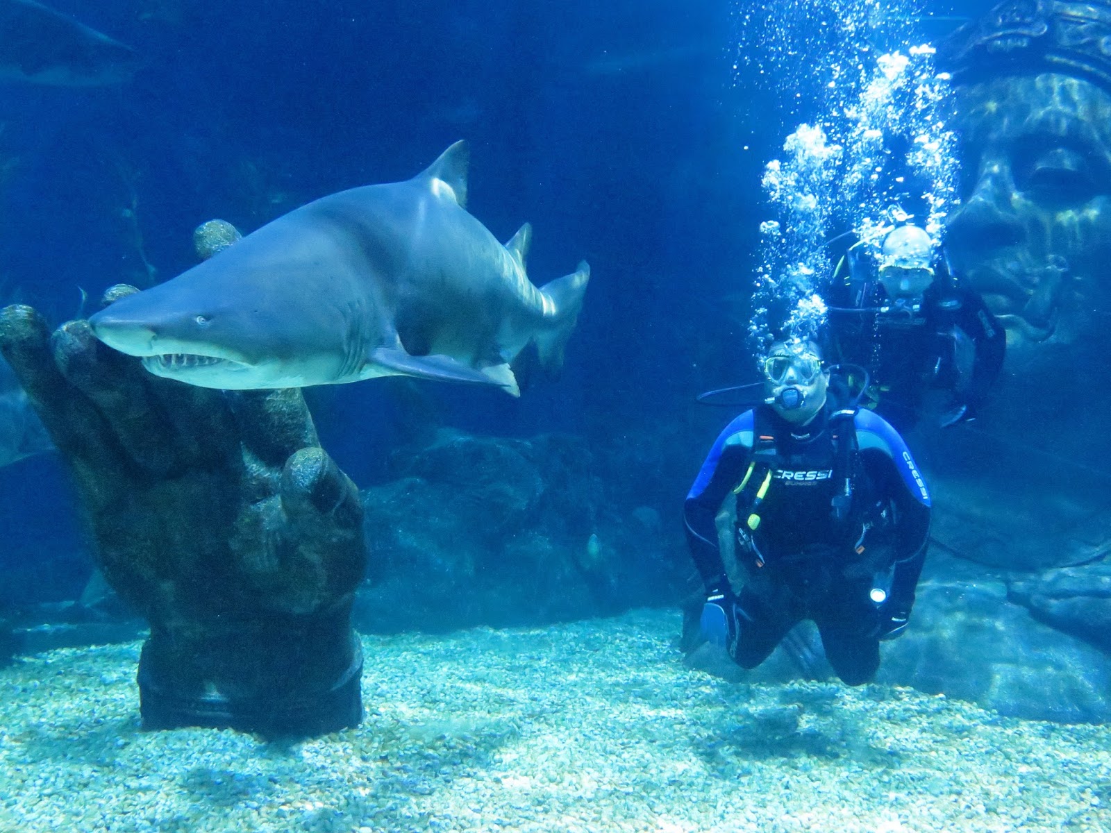 Dive with the Sharks Bangkok Thailand TRAVEL INFO