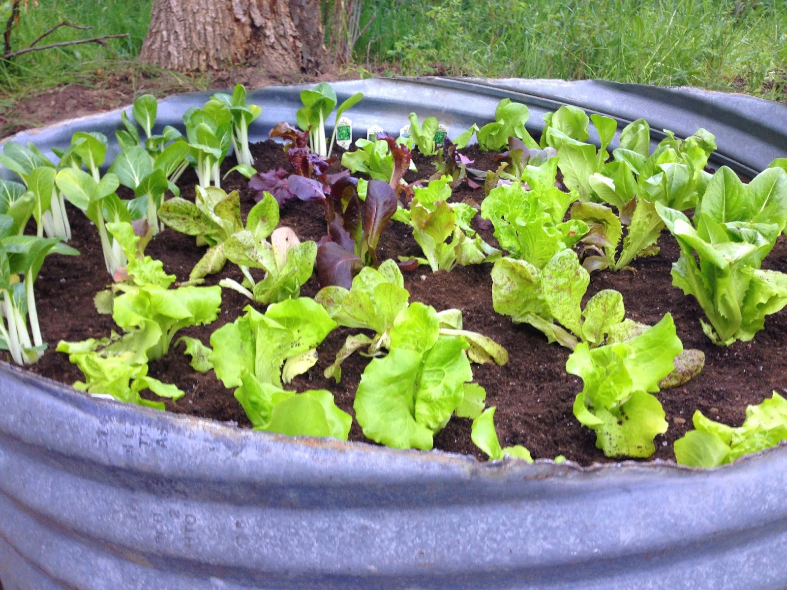 DIY Lettuce Garden