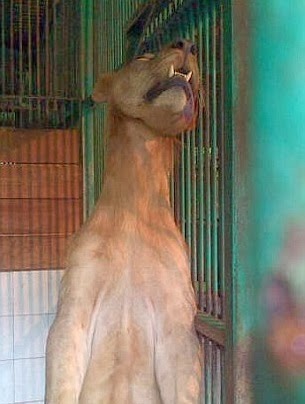 leon colgado en su jaula en zoologico de la muerte en indonesia