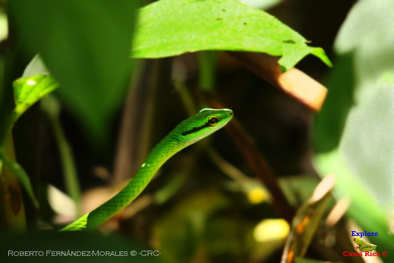 Refugio Nacional Vida Silvestre Lodge Hacienda Bar   Explore