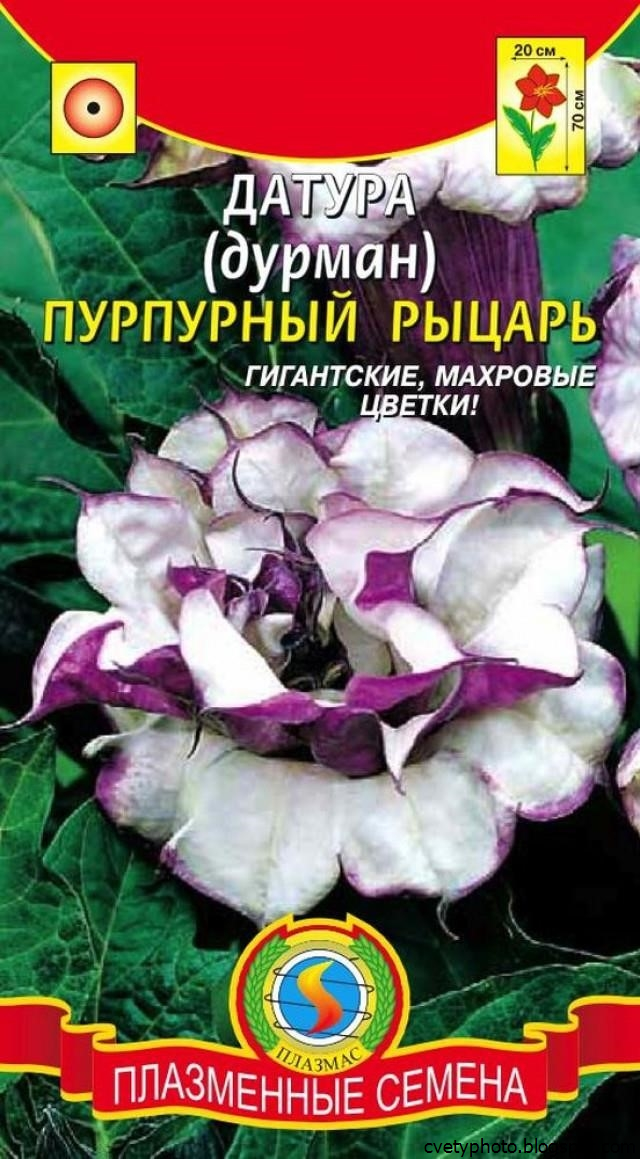 Каталог Семян Цветов С Фото И Названиями