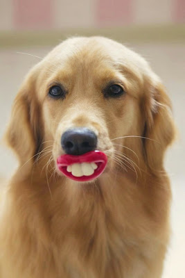 2. Un perro golden enseñando sus los dientes. 