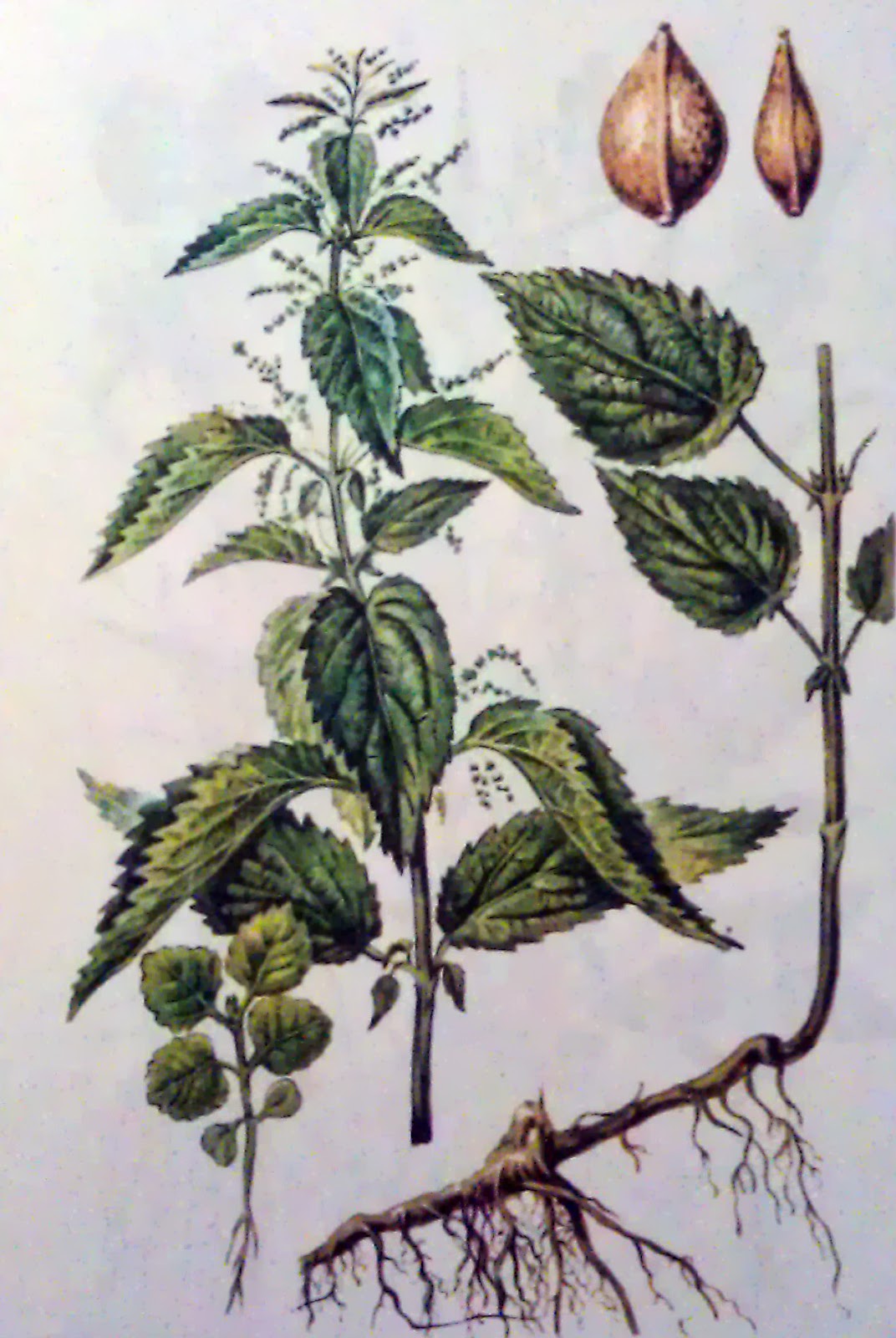 Крапива двудомная. Крапива двудомная строение. Крапива двудомная плод. Крапива двудомная корень. Листья крапивы двудомной.