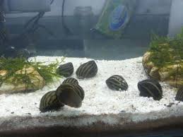 Jangan Ikannya Saja yang Dirawat, Tapi Aquariumnya Juga! Tips Ini akan Menjaga Aquarium Tetap Bersih Jangan Ikannya Saja yang Dirawat, Tapi Aquariumnya Juga! Tips Ini akan Menjaga Aquarium Tetap Bersih