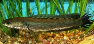 Budidaya Ikan Toman