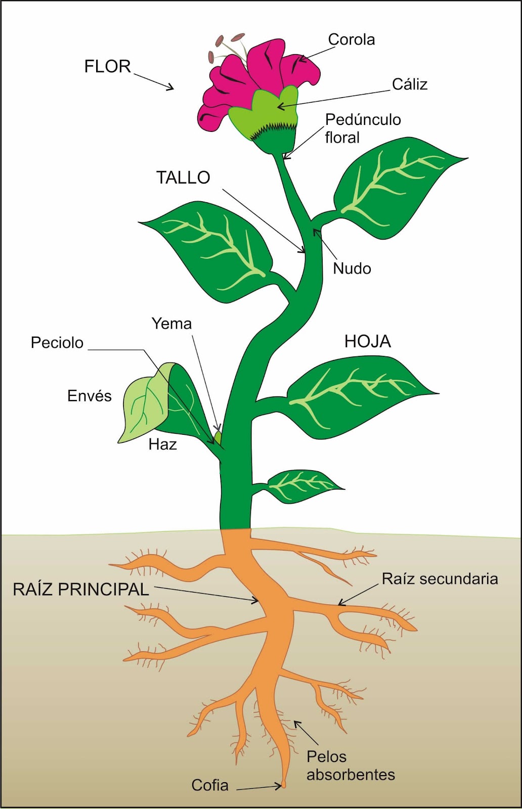 Estructura De Una Planta Y Sus Funciones Imagui