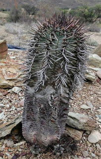 Euphorbia polygona var. 030520D