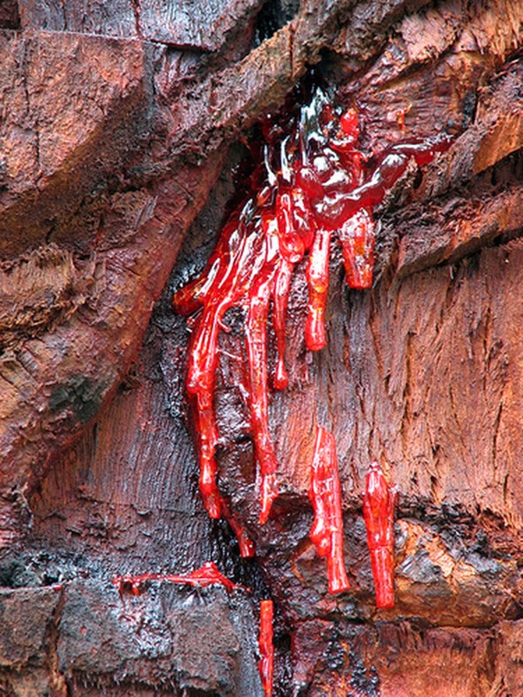 Bloodwood Tree | The tree oozes dark red colored sap bloodwood, red bloodwood, red bloodwood tree, bloodwood wood, bloodwood logs, bloodwood tree red sap, blood tree sap, tree that bleeds red sap, red sap tree, bloodwood logs, trees with red sap, pterocarpus tree,