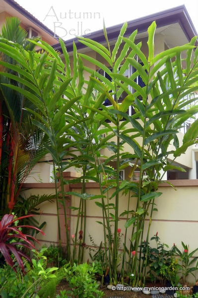 My Nice Garden Torch Ginger Flower Seeds Germination