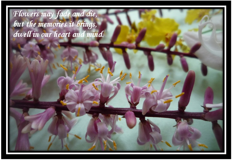 Photos with quotes: Flowers beauty