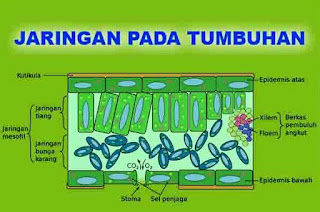 Kali ini kita akan membahas sebuah materi pembelajaran biologi tingkat SMA yaitu tentang rangkuman / ringkasan biologi jaringan pada tumbuhan, adapun kita akan membahasnya secara lengkap mulai dari pengertian, macam macam, ciri ciri, sistem, struktur dan fungsi serta gambarnya dari jaringan tumbuhan.