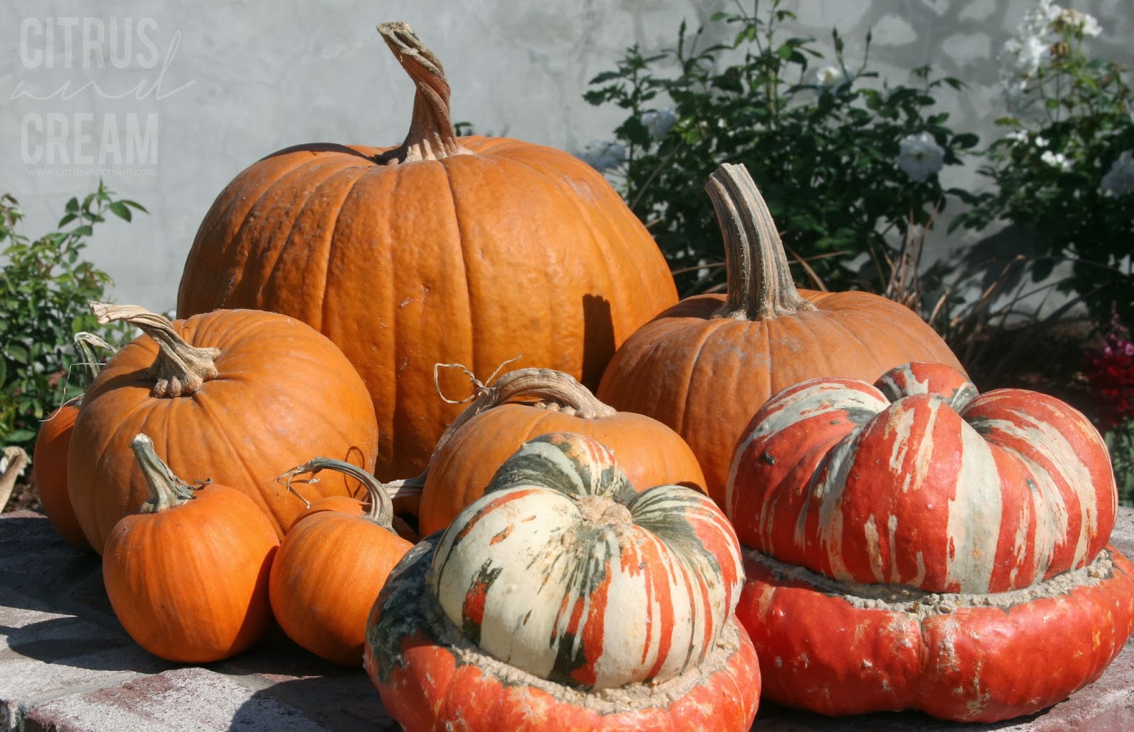 Citrus and Cream Perfect Pumpkin Spice Latte (Made At Home!)