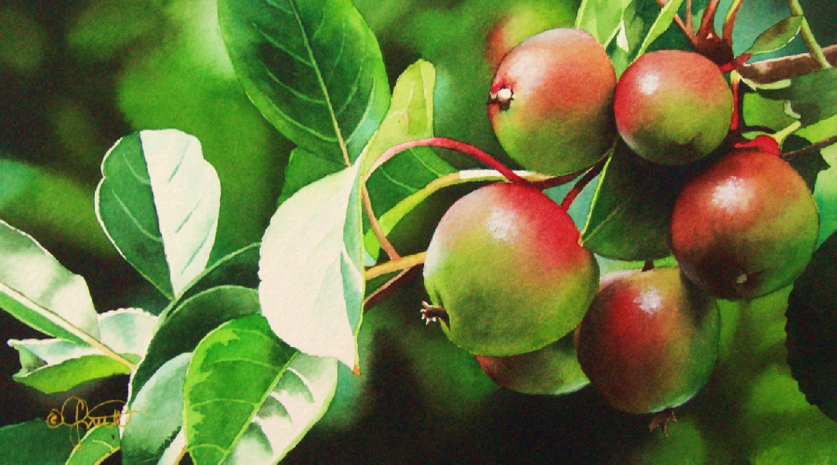 Contemporary Realism The Apple Tree Thank You